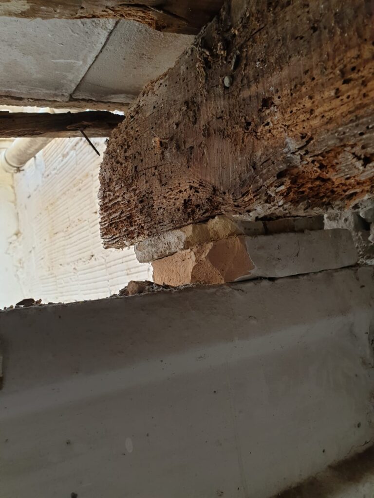 Empresa eliminación termitas Valencia ejemplo 155