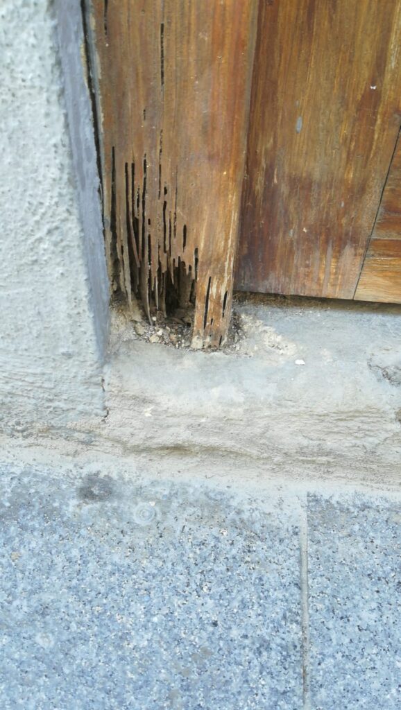 Empresa eliminación termitas Valencia ejemplo 43